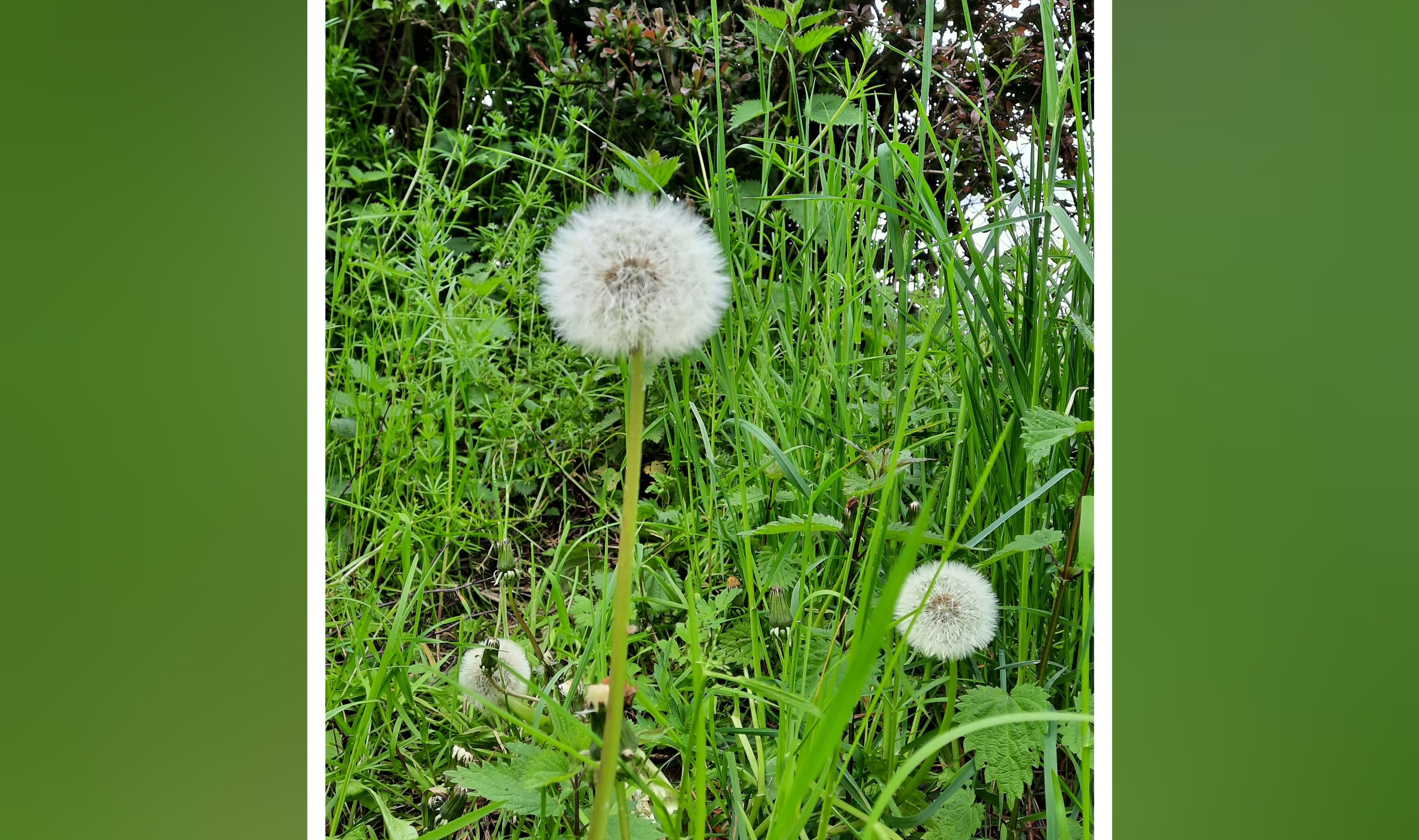Unkraut im Garten 1 Unkraut im Garten 1